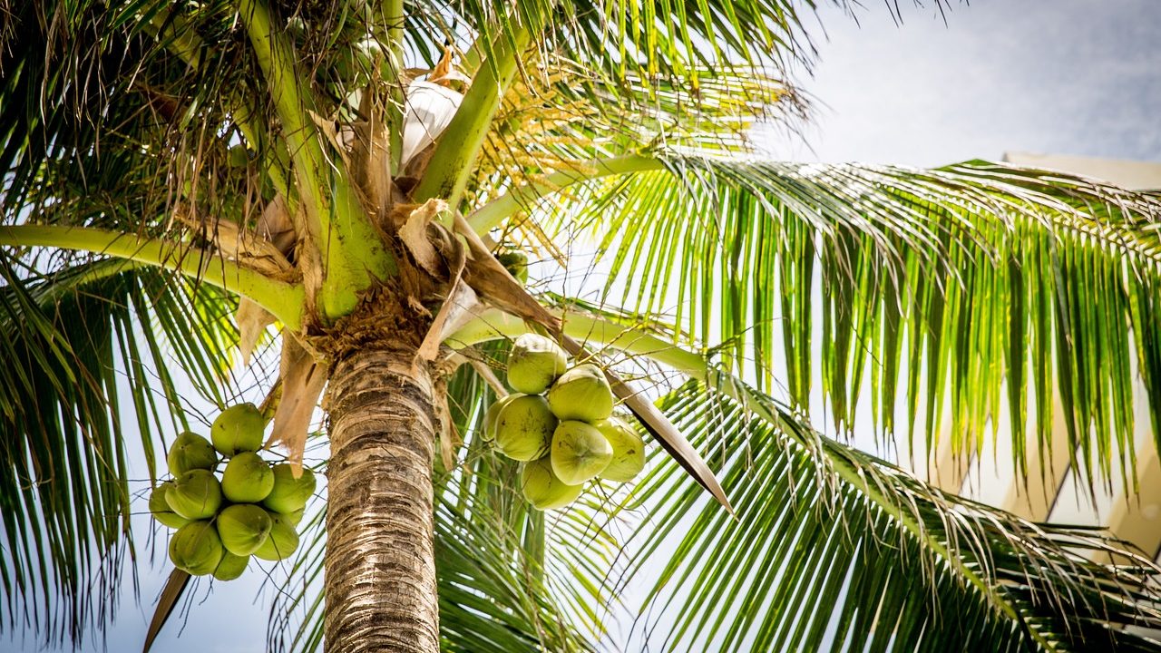 tree, palm, coconuts